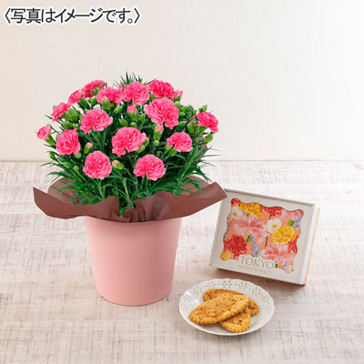 カーネーション（ピンク）＆東京フラワーブーケ「リーフパイ」セット