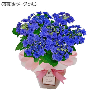【限定10鉢】アジサイ　卑弥呼　ブルー