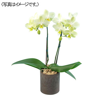 ミディ胡蝶蘭（イエロー系）２本立ち