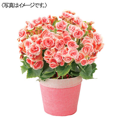 【限定10鉢】エラチオールベゴニア　ボリアス