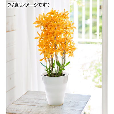 デンドロビウム「ファイヤーバード」