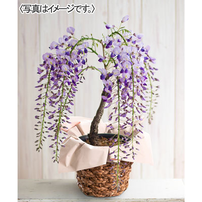 【限定100鉢】一才藤