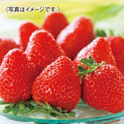 福岡県産 博多あまおういちご