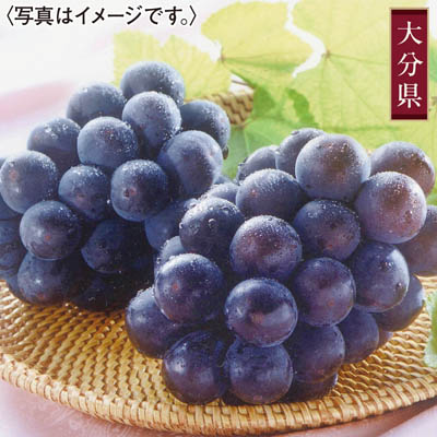 大分県産＜ＪＡおおいた＞ニュー・ピオーネ
