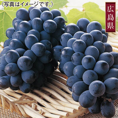 広島県沼隈産　ニューベリーＡ