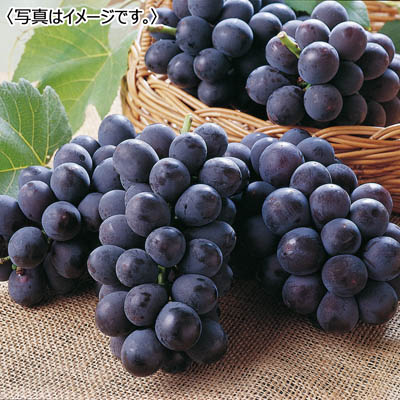 福岡県産　森巨峰園の巨峰