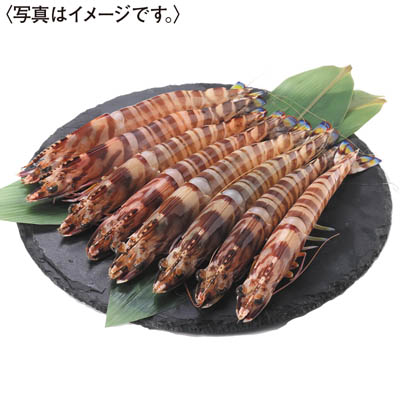 ＜天草フーズ＞天草産　活車えび（天然）大　４００ｇ