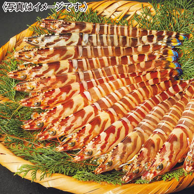 ＜天草フーズ＞天草産　活車えび（天然）４５０ｇ