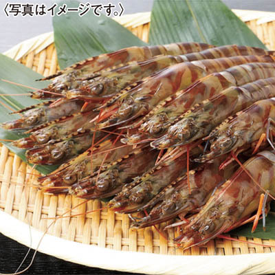 ＜鳴門クルマエビ＞お刺身ＯＫ！！うず潮車えび（養殖・冷凍）７５０ｇ