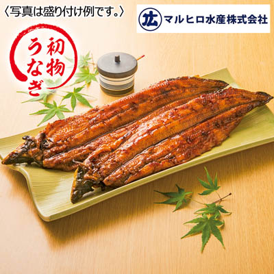 マルヒロ 焼き立て直送! 愛知県産手焼き初物うなぎ蒲焼 2尾入