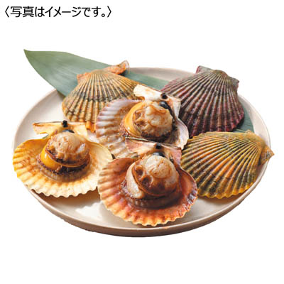 ＜天草フーズ＞天草産　活〆急速冷凍ヒオウギ貝