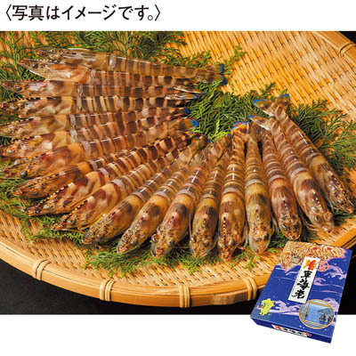 ＜天草フーズ＞九州産　活車海老（養殖）５００ｇ