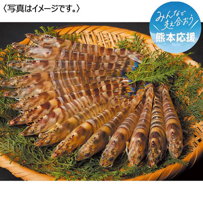 ＜天草フーズ＞九州産　活車海老（養殖）４００ｇ