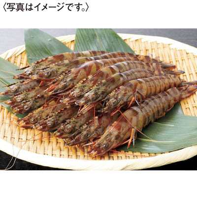 ＜鳴門クルマエビ＞うず潮　活き車えび（大サイズ）５００ｇ