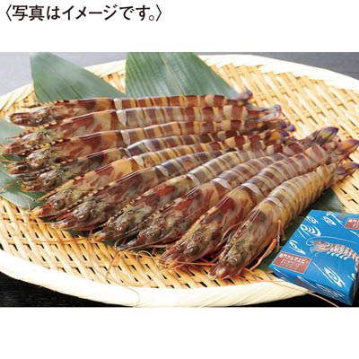 ＜鳴門クルマエビ＞うず潮　活き車えび（大サイズ）