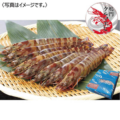 ＜鳴門クルマエビ＞うず潮　活き車えび（大サイズ）