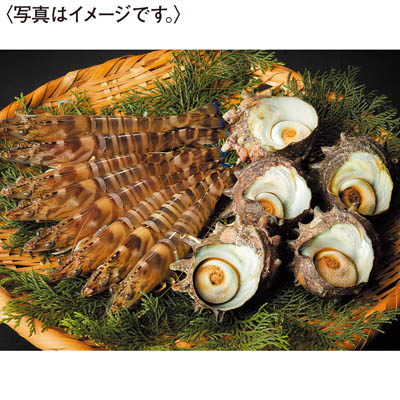 ＜天草フーズ＞九州産　活車えび・活さざえセット