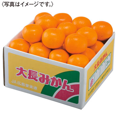 広島県産　大長みかん