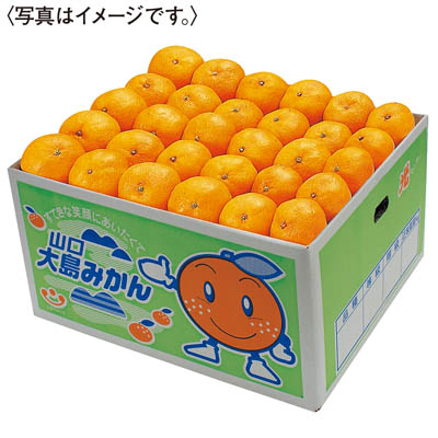 山口大島みかん（秀）