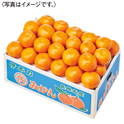 長崎県産　伊木力みかん　５ｋｇ入