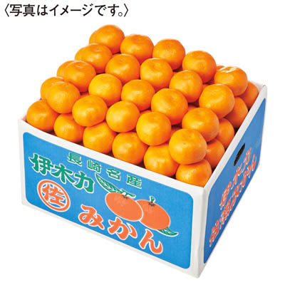 長崎県産　伊木力みかん　１０ｋｇ入