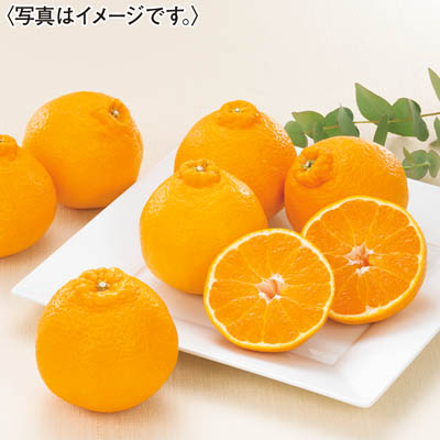 熊本県産　デコポン
