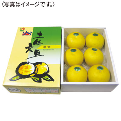 高知県産　温室土佐文旦