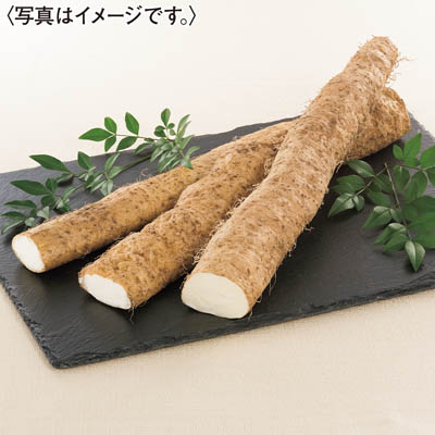 広島県三原産＜せんチャンファーム＞自然薯とむかご