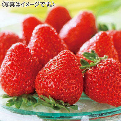 福岡県産 博多あまおう