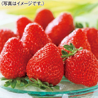 福岡県産 博多あまおう